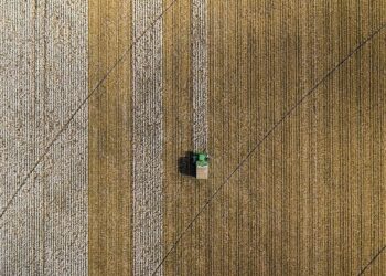 A cotton field at harvest; cotton draws the largest federal farm payments in Texas